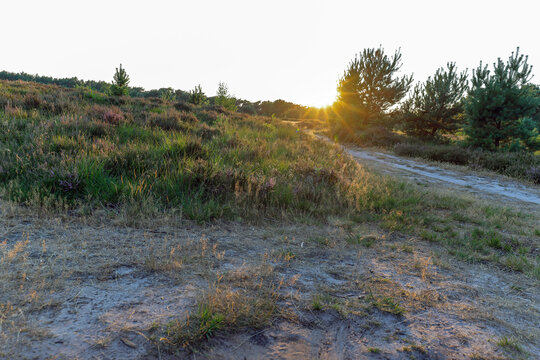 Heather growing to bloom at Leersumse Veld as part of the Utrechtse Heuvelrug park