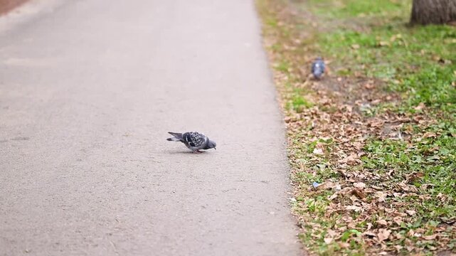 Pigeons walk and forage along a paved path beside grass and fallen leaves in a city park. Everyday urban wildlife scene showing birds adapted to the city environment.