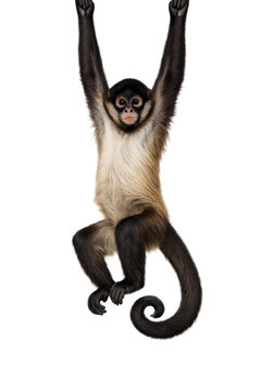 Cute monkey hanging upside down by its tail isolated on a white background