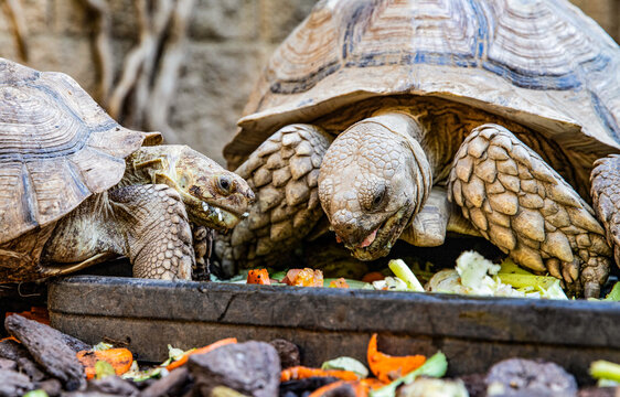 group of land tortoises gathering together for feeding