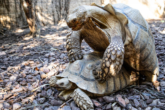 land tortoises interacting with each other on forest ground