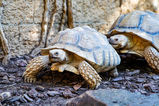 land tortoises slowly moving across rocky natural ground