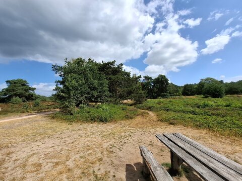 Fields and trees of the Forrest Leersumse Veld during the summer