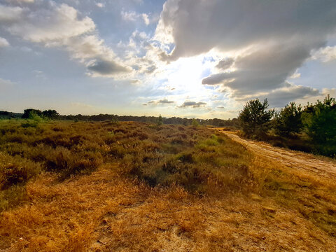 Sun over the dry hay fields of the Leersumse Veld