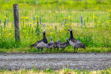 Canadian geese with their young in the Port of Rotterdam as their habitat © André Muller