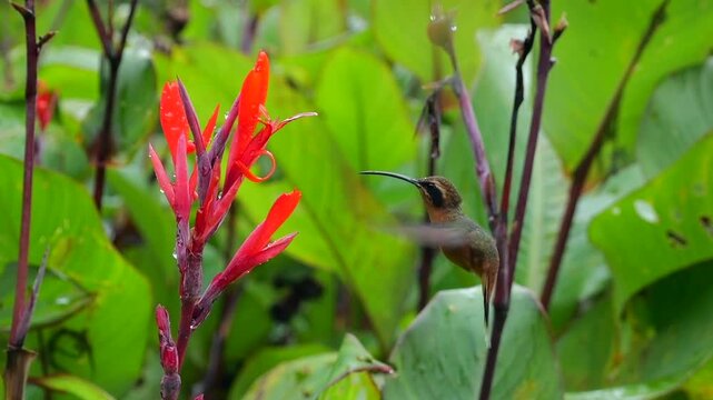 Grey-Chinned Hermit (Phaethornis griseogularis) slow motion. Drinking nectar from a Canna flower in montane rainforest on the Amazonian slopes of the Andes, 1000m elevation at Narupayacu,  Ecuador