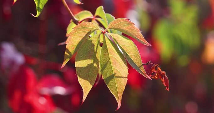 Virginia creeper leaves gently swaying in autumn breeze