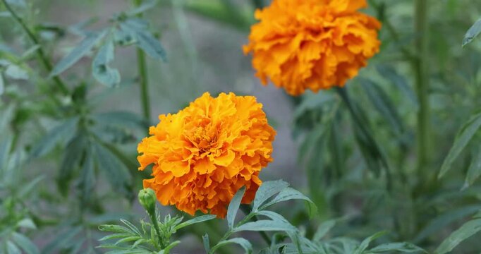 Vibrant orange marigold flowers gently swaying