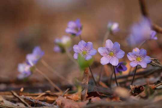 fiori di anemone hepatica in primavera