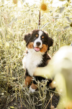 Bernese Mountain Dog puppy sitting among tall sunflowers in a sunlit summer field at golden hour