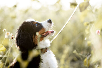 Bernese mountain dog puppy sitting on a leash in a sunlit wildflower meadow, side profile portrait with fluffy tricolor fur © PIC by Femke
