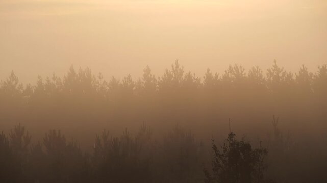 Misty morning over the forest
