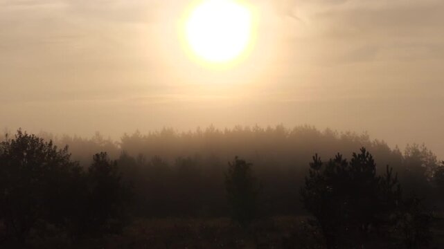 Misty morning over the forest