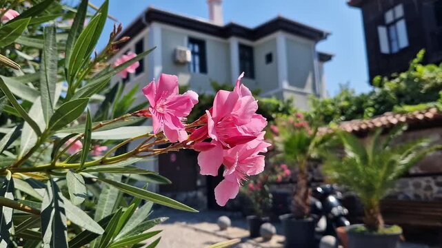 Pink oleander flowers (Nerium oleander) close-up on a blurred background of a green garden and a house on a sunny day. Bright pink flowers of a tropical shrub oleander with narrow green leaves