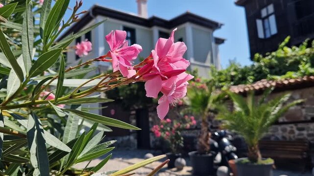 Pink oleander flowers (Nerium oleander) close-up on a blurred background of a green garden and a house on a sunny day. Bright pink flowers of a tropical shrub oleander with narrow green leaves
