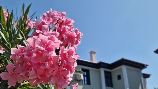 Pink oleander flowers (Nerium oleander) close-up on a blurred background of a green garden and a house on a sunny day. Bright pink flowers of a tropical shrub oleander with narrow green leaves
