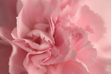 Obraz premium Close-up smoke selected soft focus cream beige pink Carnation Flower bud Petals. Natural art neutral blur light fog background.