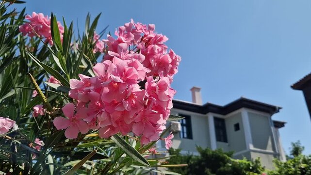 Pink oleander flowers (Nerium oleander) close-up on a blurred background of a green garden and a house on a sunny day. Bright pink flowers of a tropical shrub oleander with narrow green leaves