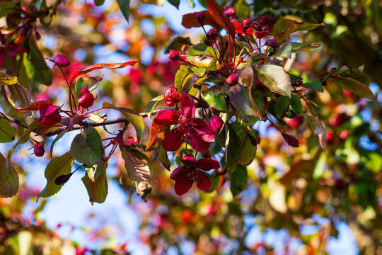 Bright dark red malus tree branches blooming against blue sky. Beautiful vibrant blossoms surrounded by foliage in sunny spring park. Natural floral background.