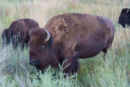 Wild American Bison on the high plains of Colorado. Mammals of North America.
