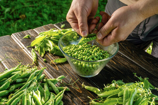 In a vibrant garden, hands skillfully shell fresh green peas from their pods, placing them into a clear bowl. Surrounding the bowl are scattered pea pods, showcasing the bountiful harvest