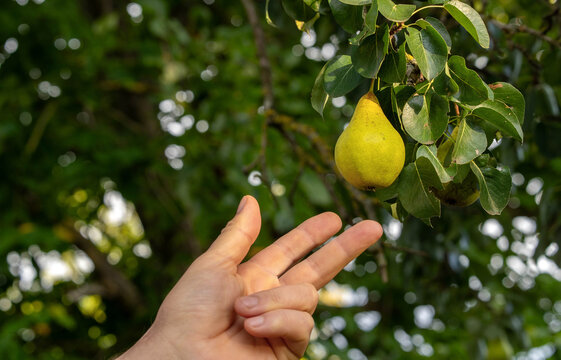 A hand gracefully reaches out towards a ripe pear, nestled among lush green leaves. Sunlight filters through the branches, casting beautiful shadows