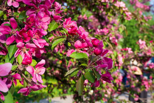 Bright pink apple blossoms on branch. Natural floral background for your projects. Natural fresh concept backdrop.