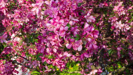 Fototapeta premium Dense vibrant pink apple blossoms cover branches in beautiful closeup. Malus Rudolph tree in fool bloom. Natural floral background..