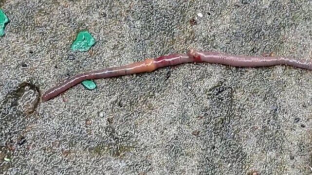 Close up view of a long pink earthworm crawling slowly on wet asphalt surface after rain. Detailed macro shot of Lumbricus terrestris body segment structure on concrete ground outdoors.