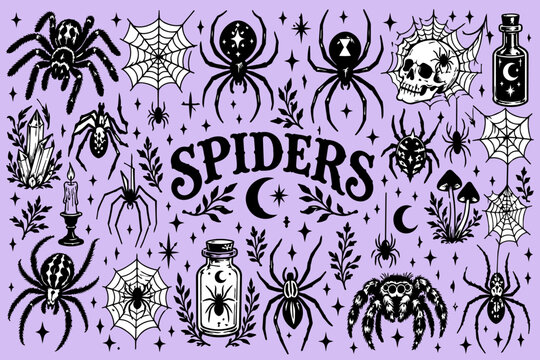 Spider illustration set in a sketchy hand drawn vector style 
