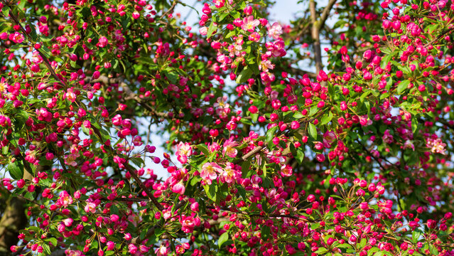 Dense vibrant pink blossoms and buds cover tree branch with green leaves against blue sky. Apple tree in fool bloom. Beautiful spring nature scene. Natural background for your projects.