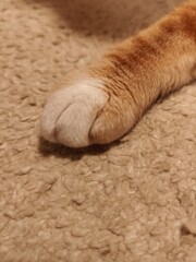 Ginger cat paw © Katerina