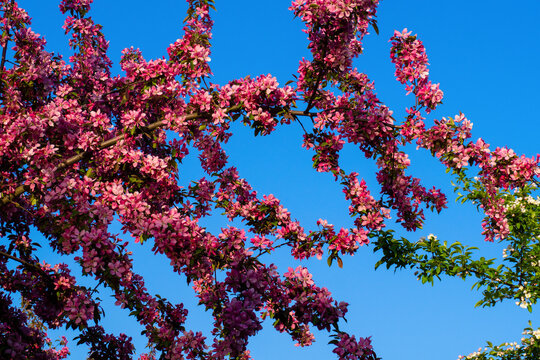 Bright pink apple blossoms cover branches against clear blue sky. Beautiful spring closeup with warm sunlight and green leaves. Perfect nature background for your seasonal designs.