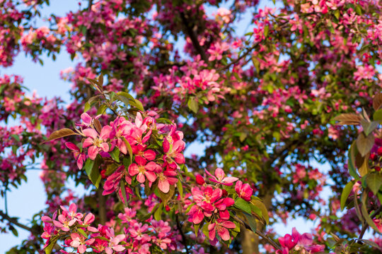 Magnificent blooming apple tree with rich pink flowers under soft sky. Perfect natural background for beautiful spring seasonal designs.