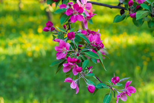 Exquisite blooming apple tree branch with bright pink flowers hanging in spring garden. Delicate macro closeup. Perfect natural background for seasonal designs.