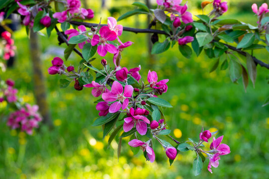 Vibrant pink apple blossoms on green branch against blurred meadow. Beautiful spring nature in bright sunlight. Perfect background for seasonal designs.