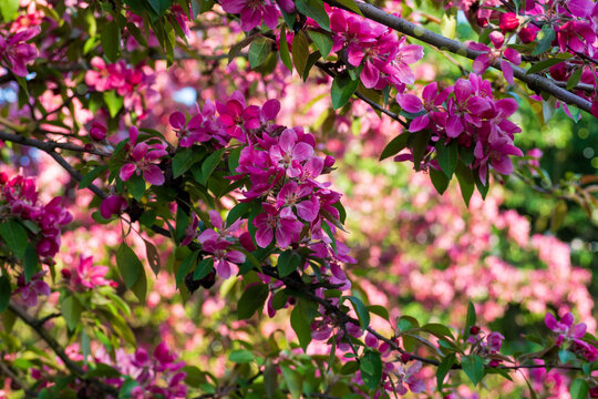 Lush pink malus tree branches in sunny spring garden. Beautiful dense flowers blooming in bright sunlight. Natural background for your designs.