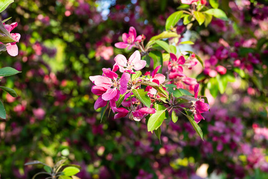 Vibrant pink apple blossoms on branch with green leaves against soft blurred background. Beautiful spring nature in bright sunlight. Natural background for your designs.