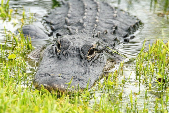 American alligator (Alligator mississippiensis) at the bank of a marshy pond in a national park outside of Miami, Florida, USA