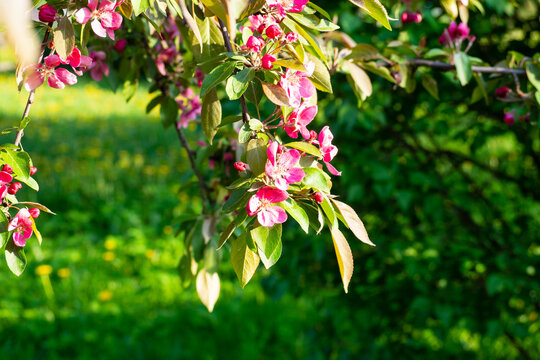 Lovely blooming apple tree branch with bright pink flowers in sunny park. Beautiful natural background for spring seasonal designs.
