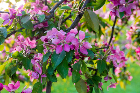 Delicate pink blossoms of ornamental apple tree in close up. Malus floribunda in fool bloom. Spring mood and natural beauty concept. Perfect natural background.