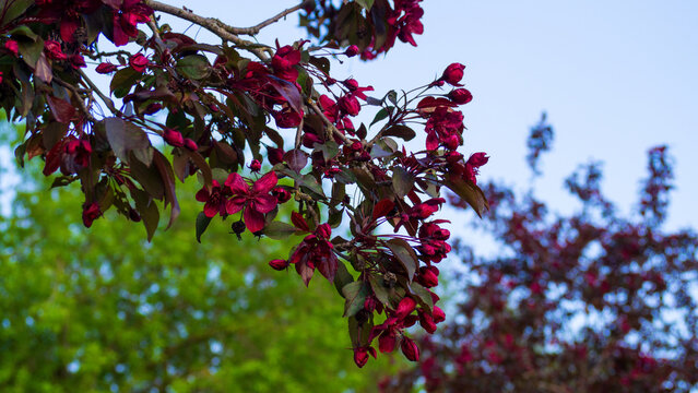 Vibrant dark red malus flowers blooming on branch in sunny spring orchard. Beautiful spring apple blossoms against blurred green background. Natural floral concept.