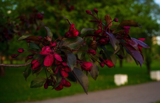 Beautiful blooming apple tree branch with deep red flowers in green spring park. Gorgeous macro background for natural seasonal design.