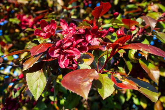 Stunning blooming apple tree with deep red flowers and reddish leaves in sunny garden. Beautiful vibrant macro background for spring seasonal designs.