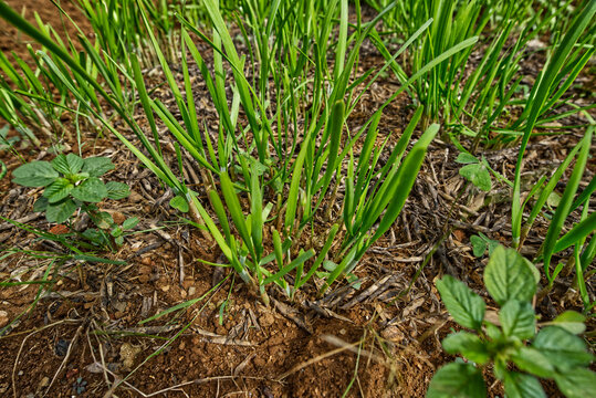 Planting vegetables and greens in a garden