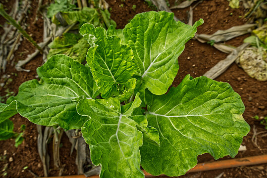 Planting vegetables and greens in a garden