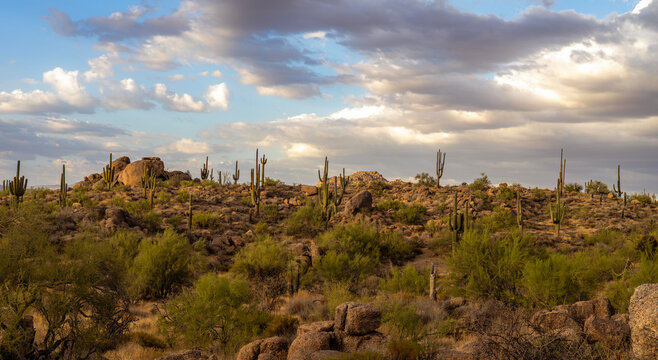Ultra Wide AZ Sonoran Desert Landscape With Saguaro Cactus On Hill