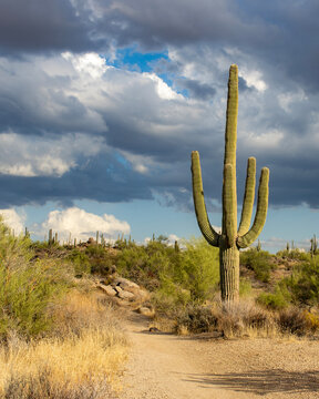 Vertical View Saguaro Cactus Along Hiking &  Mountain Biking Trail Scottsdale