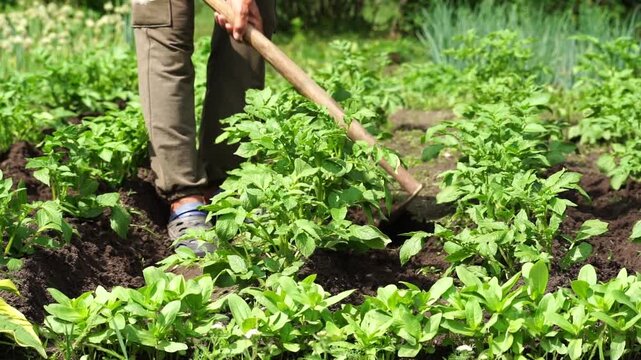 Person tills soil among green potato plants. Hands guide wooden hoe through earth. Sunlit garden shows healthy crops. Farmer works with steady, purposeful motion. Ideal for scenes of farming