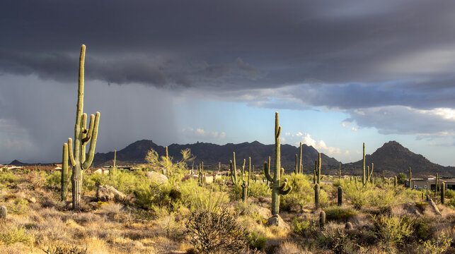 Panoramic Scottsdale Desert Landscape With McDowell Mountains In Background